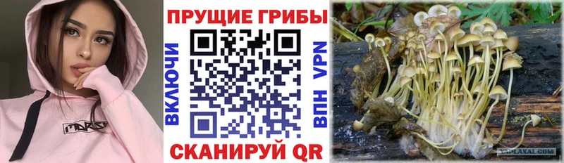 сколько стоит  Менделеевск  omg   Псилоцибиновые грибы GOLDEN TEACHER 